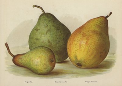 Jargonelle, Amanlis Butter, Clapp kedvence alkotó: English School